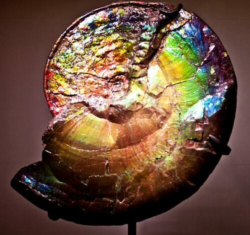 An ammonite composed entirely of ammolite.  Complete specimens of this quality are rare and prices run into the tens or even hundreds of thousands of dollars.